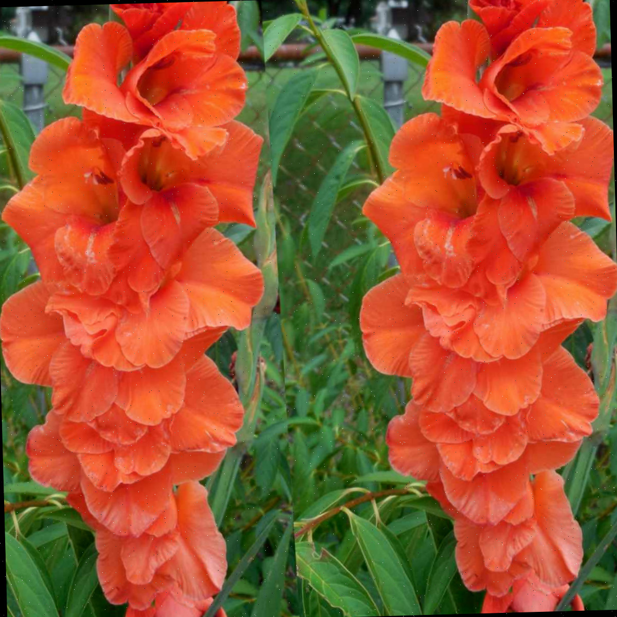 Duas hastes de flores de gladíolo laranja, completamente floridas, em um quintal.