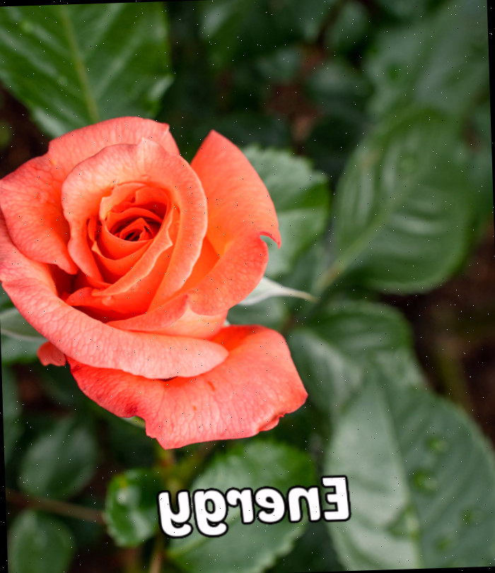Uma rosa laranja radiante envolvida por folhas, simbolizando energia e entusiasmo.