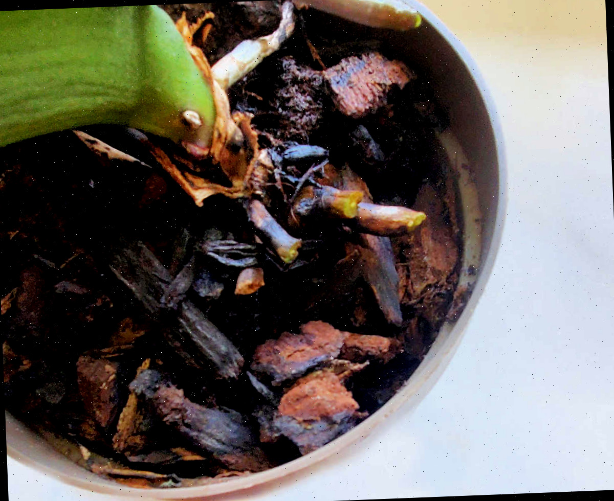 Um vaso de jardim em uma bancada branca com uma orquídea para iniciantes crescendo em mistura de plantio para orquídeas.