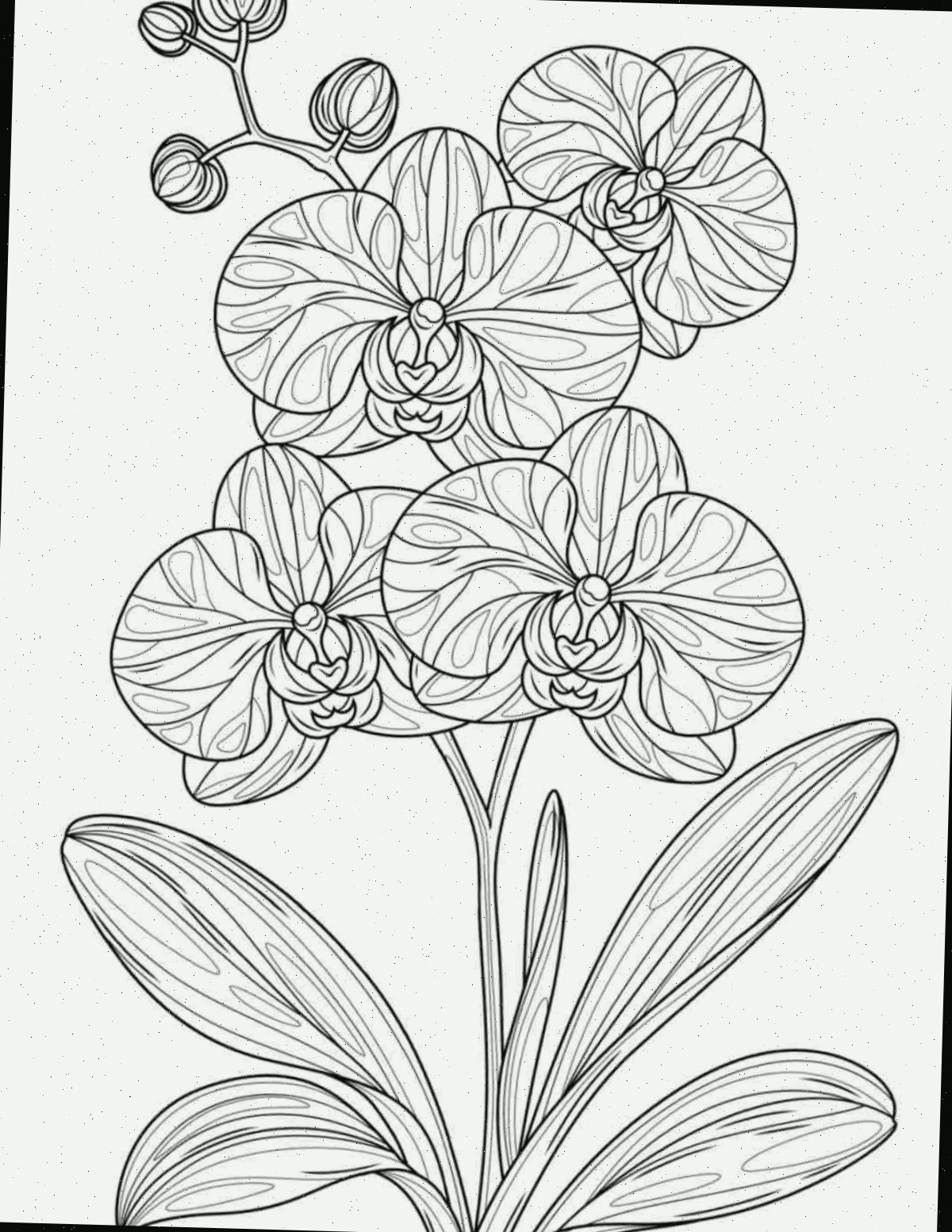 Folha para colorir de orquídeas gratuitas para impressão Uma folha para colorir de orquídea para impressão com uma orquídea phalaenopsis com quatro flores e quatro botões no centro da folha para colorir.