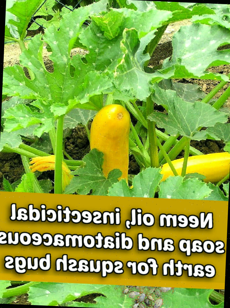 Tratamentos Orgânicos para Ninfas de Insetos do Abobrinha Insetos do abobrinha em uma abobrinha amarela com palavras Óleo de neem, sabão inseticida e terra de diatomáceas para insetos do abobrinha.