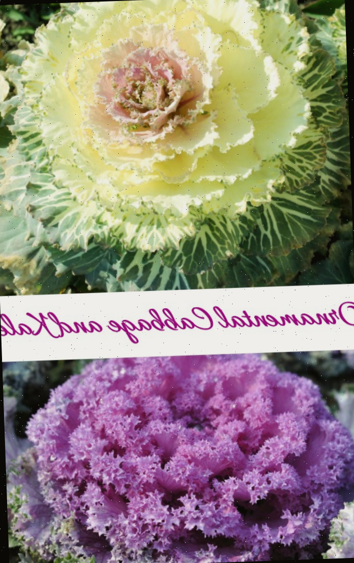 Plantas de repolho ornamental e repolho em uma colagem. O texto roxo diz repolho ornamental e repolho.