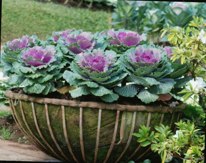 Cesta de couve ornamental situada em um deck ao lado de plantas verdes e um gramado.
