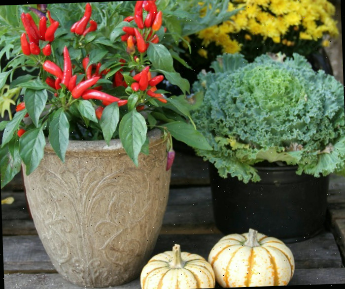 Pimentas ornamentais em um vaso branco perto de crisântemos, couve ornamental e abóbora pequenas.