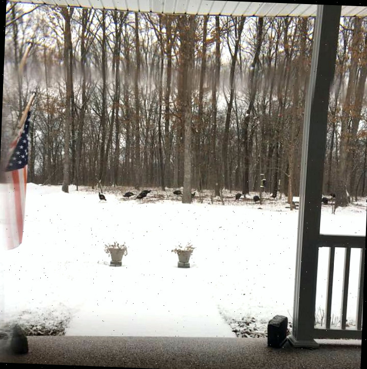 Perus procurando alimento na neve em Osage Bend, Missouri