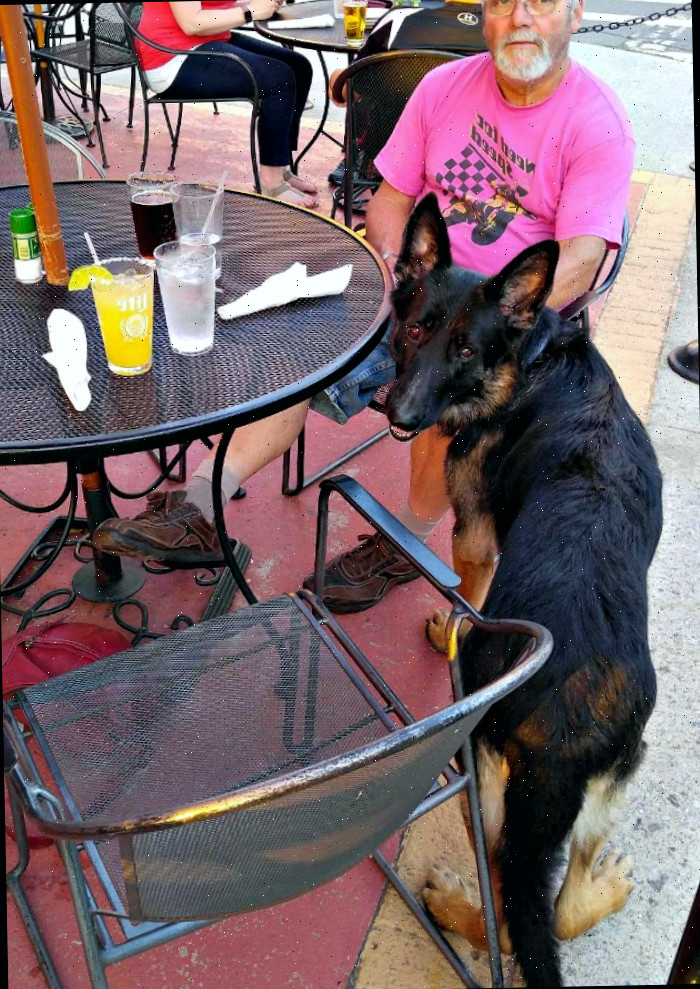 Restaurantes com área externa são o local ideal para jantar com seu amigo de quatro patas.