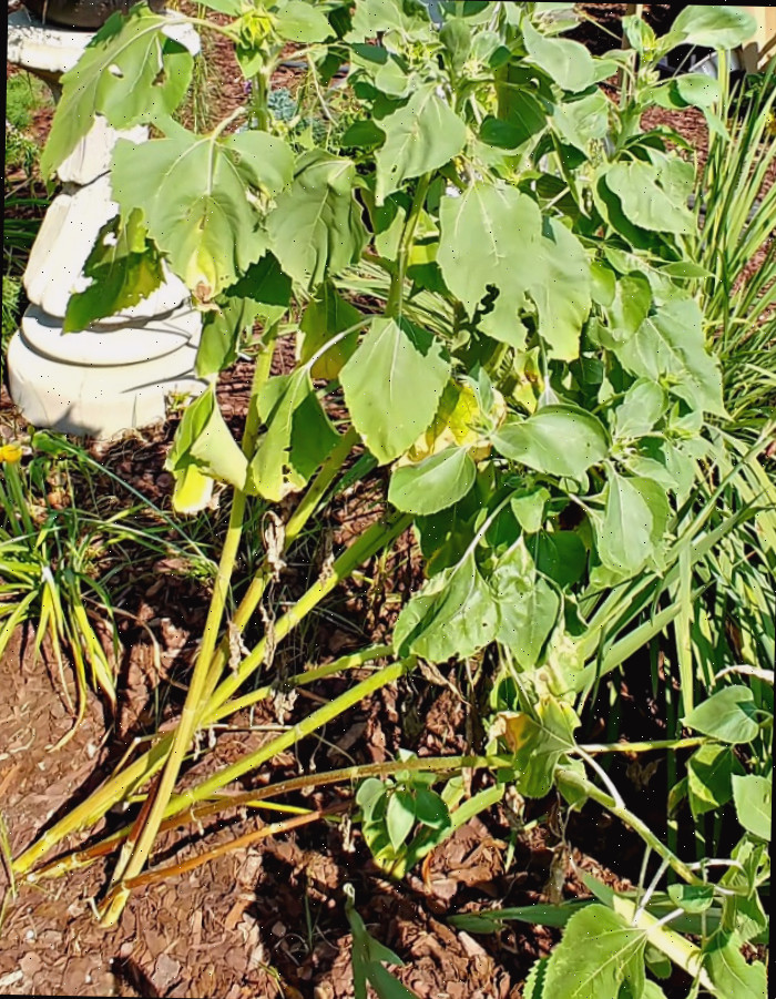 Plantas com folhas amareladas em um jardim, indicando excesso de fertilização.