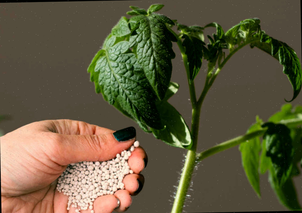 Fertilização excessiva pode resultar no enrolamento das folhas. Mão segurando fertilizante próximo a uma planta de tomate.