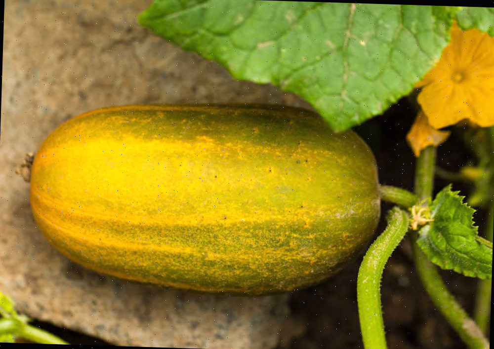 Pepino muito grande ficando amarelo no jardim.