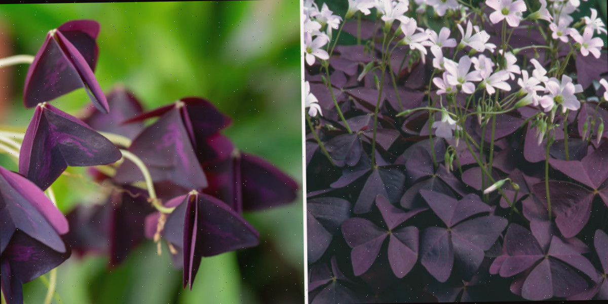 Folhas do oxalis roxo com flores brancas, abertas durante o dia, e dobradas à noite.
