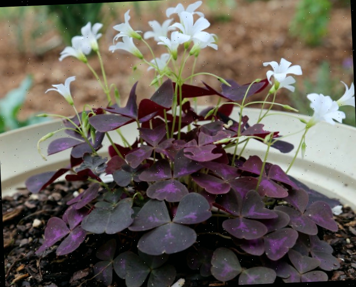 oxális roxa com flores brancas Oxális tem folhas em forma de trevo e flores bonitas. É uma ótima planta interna.