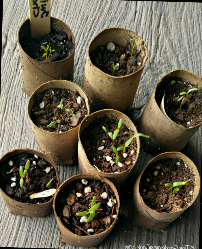 Vasos de papel faça você mesmo para germinar sementes de hortaliças.