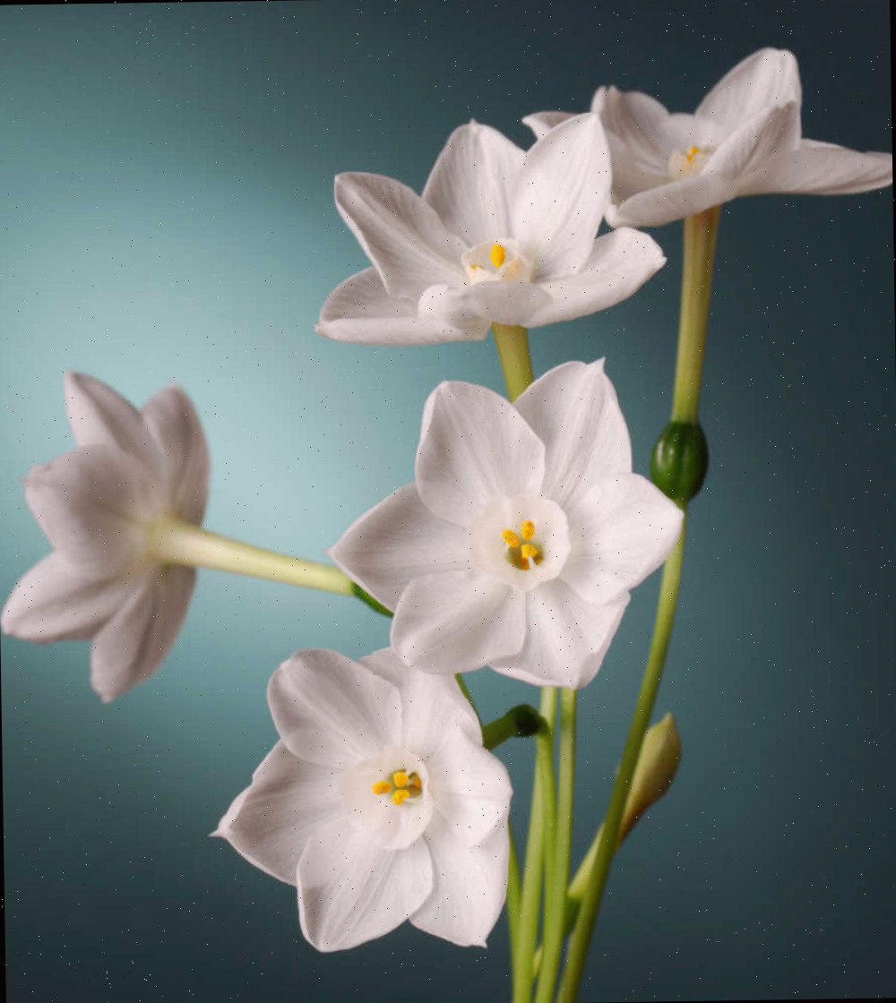 Flores de paperwhite em um fundo verde-azulado.