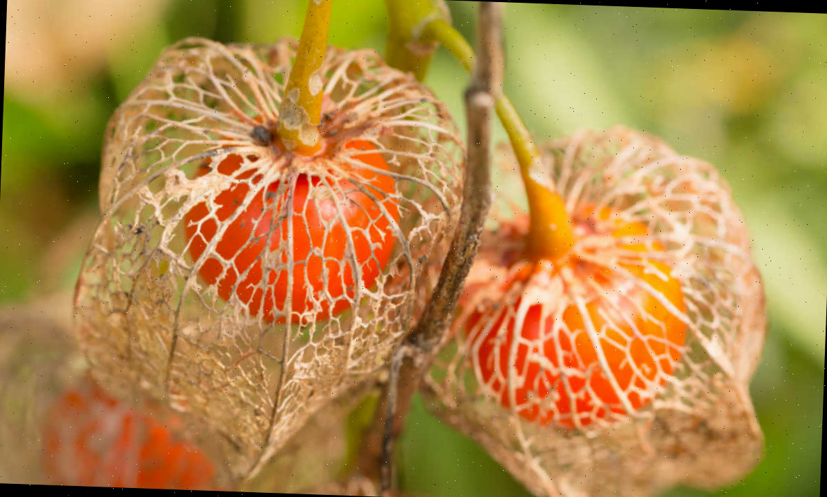 Cápsula quebradiça e semelhante a papel da planta lanterna chinesa.
