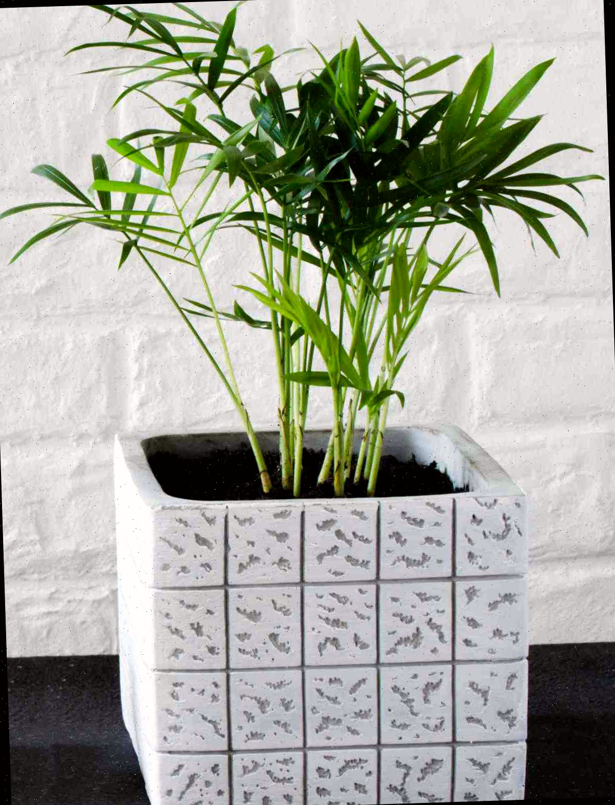 Palmeira-parlor em um vaso branco texturizado sobre um balcão preto.