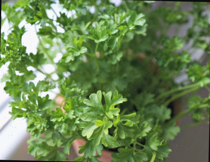 Planta de Ternura Fresca Ternura Fresca