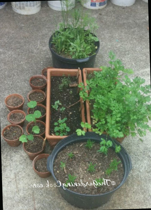 Jardins de ervas para pequenos espaços. Recipientes cultivando um jardim de ervas com endro, salsa e capuchinhas como planta companheira.