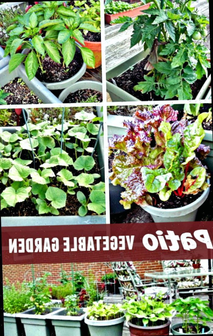 Uma horta de vegetais no terraço com tomates, pimentões, acelga, feijão, alface, ervas e muito mais.