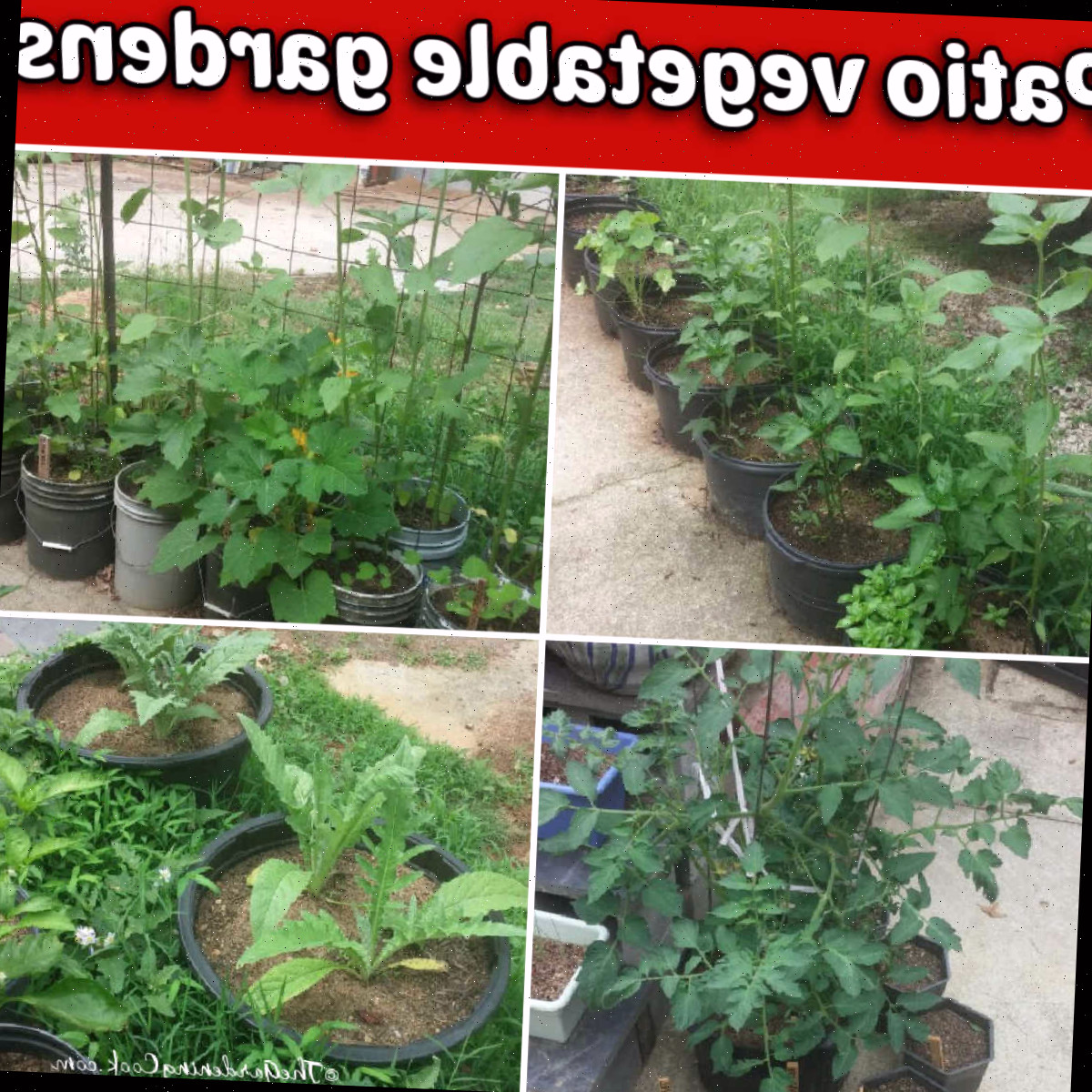 Um jardim de vegetais em espaço pequeno