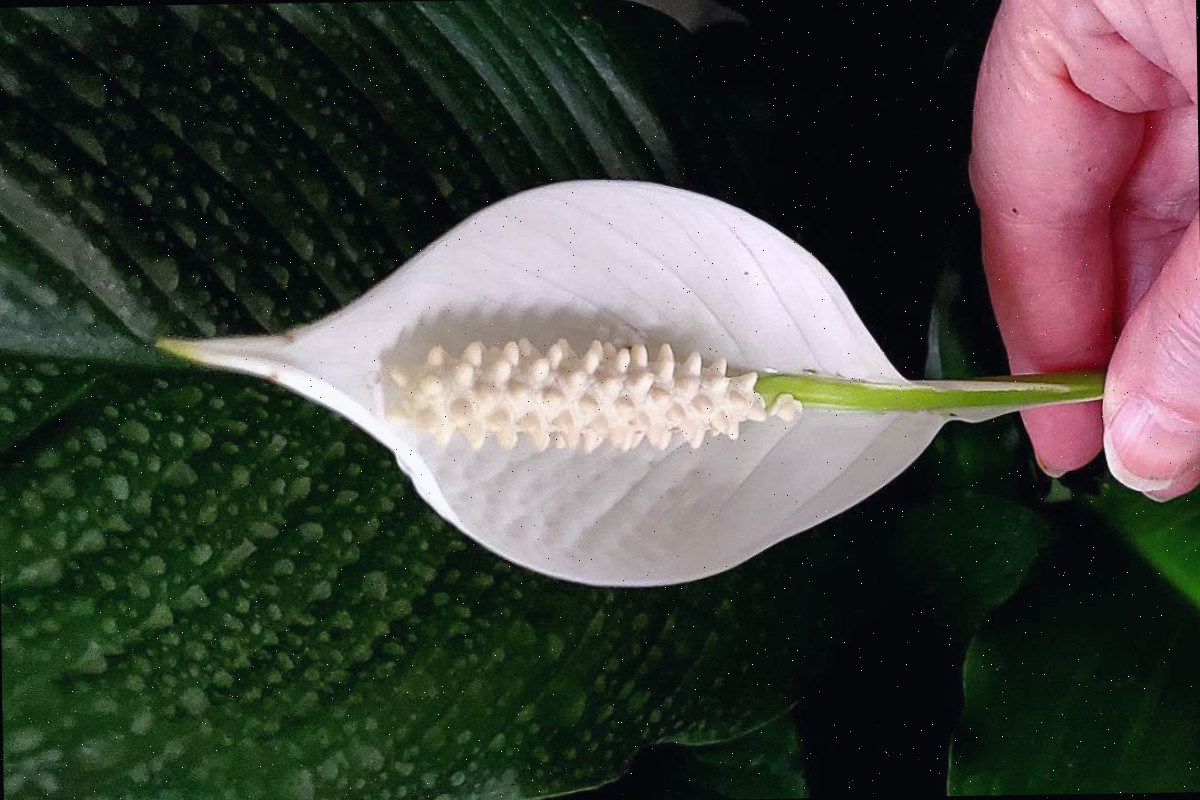 Mão segurando uma flor branca de lírio da paz.
