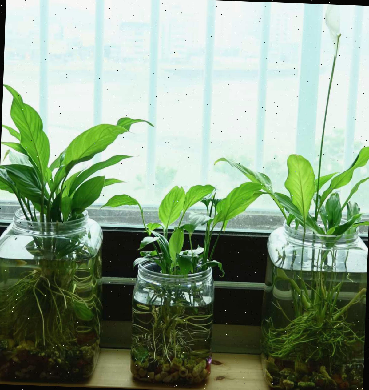 Três recipientes de água com plantas de spathiphyllum crescendo dentro deles.