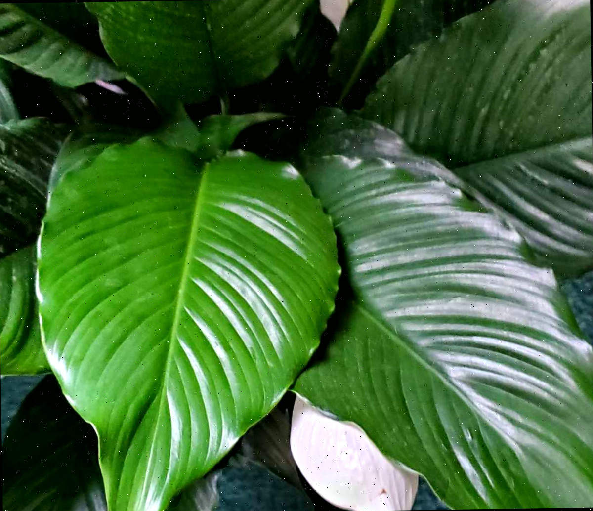 Folhagem exuberante do spathiphyllum.
