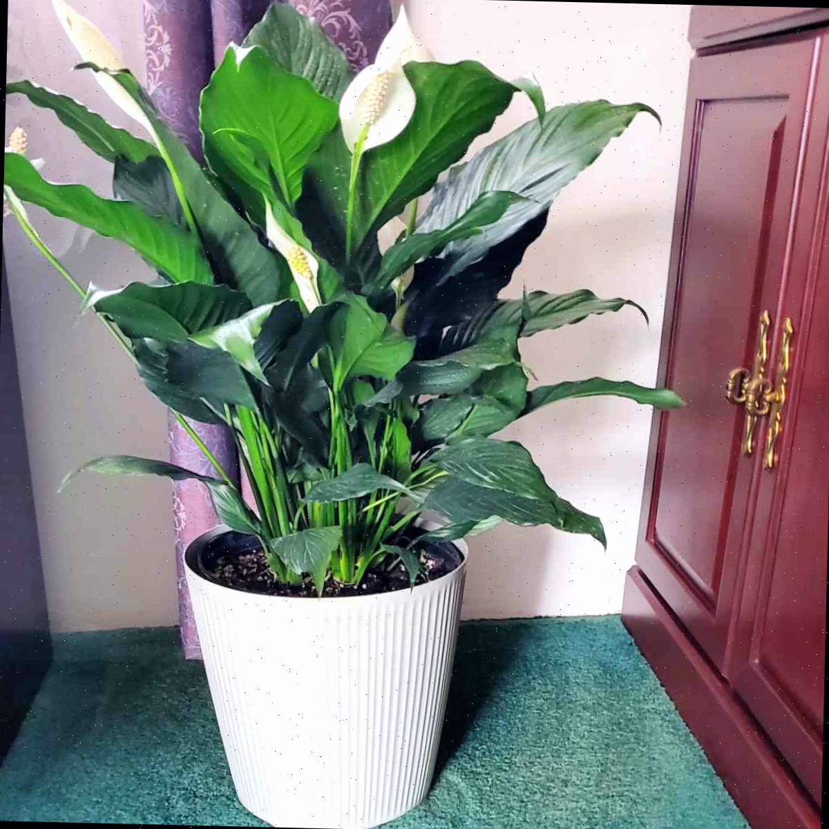 Planta Spathiphyllum em um vaso branco perto de um armário de madeira.