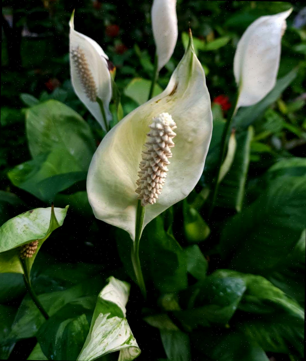 Flores de uma peace lily.
