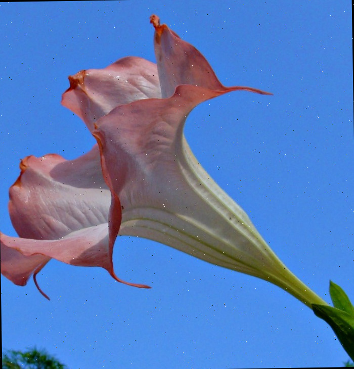 As flores têm formato de trombeta Flor de trombeta dos anjos pêssego ao sol.