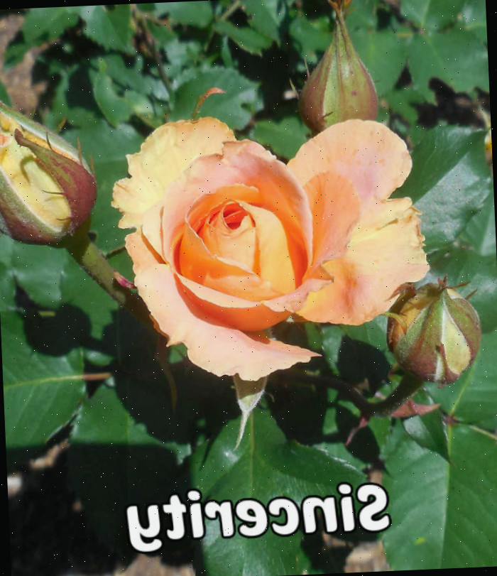 Uma rosa pêssego delicada e botões de rosa, simbolizando sinceridade e modéstia.