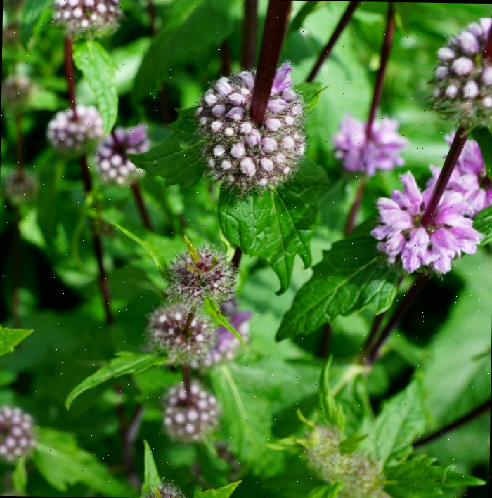 flores de pennyroyal Pennyroyal é reconhecida como uma planta que repele mosquitos
