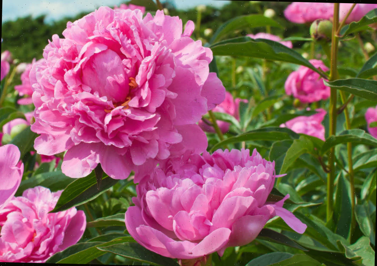 Flores de peônia rosa desabrochando em um jardim ensolarado.