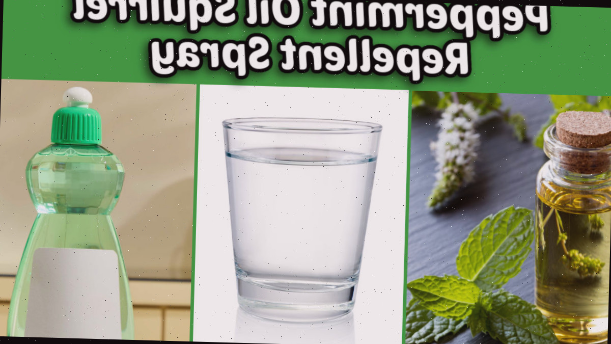 Uma colagem exibindo os componentes para o spray repelente de esquilos com óleo de hortelã-pimenta.