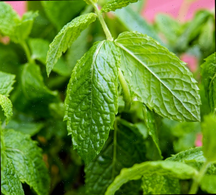 folhas de hortelã-pimenta Hortelã-pimenta é uma das melhores plantas de menta para manter os insetos afastados.