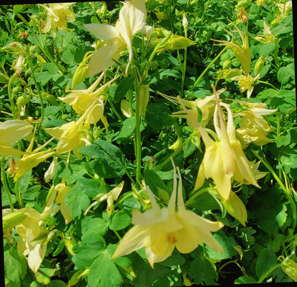 Um grupo de flores amarelas de columbina pendendo sobre a folhagem verde no início da primavera.