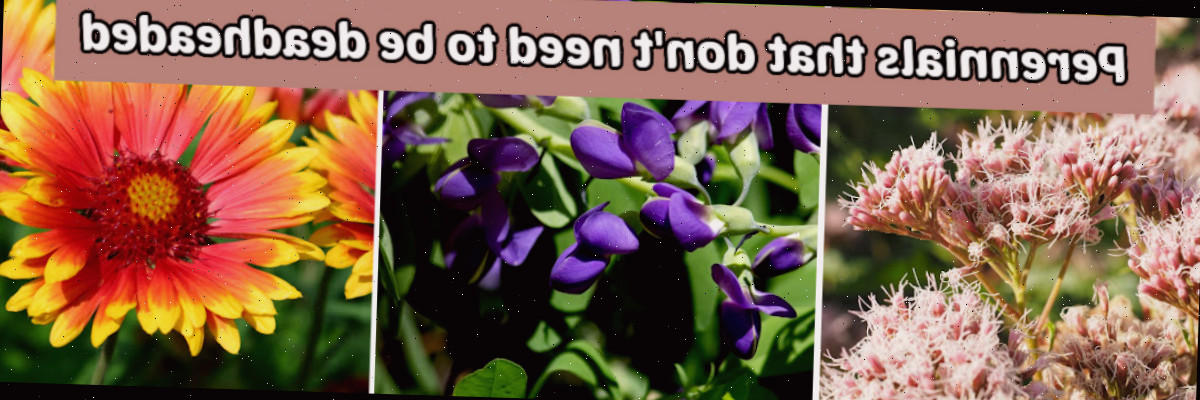 Perenes que não necessitam ser deadheadadas Imagens de sedum, baptisia e gaillardia em uma montagem. A caixa de texto verde diz Perenes que não precisam ser deadheadadas.