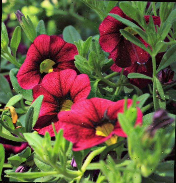 Calibrachoa vermelha com garganta amarela Calibrachoa, também conhecida como mini-petúnia, é uma planta comum de bordadura de verão que é autolimpante.