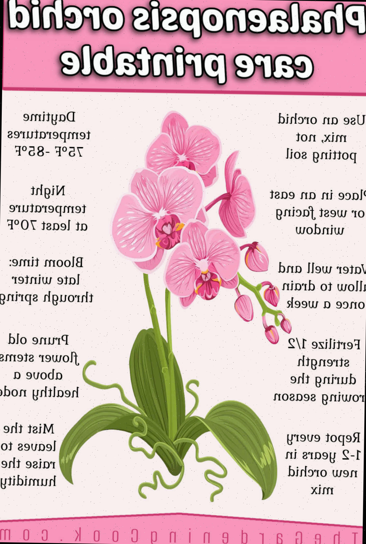 Um imprimível de uma orquídea mariposa em um fundo rosa com dicas para cuidar da orquídea. Uma caixa de texto em rosa escuro diz Cuidados com orquídeas Phalaenopsis.
