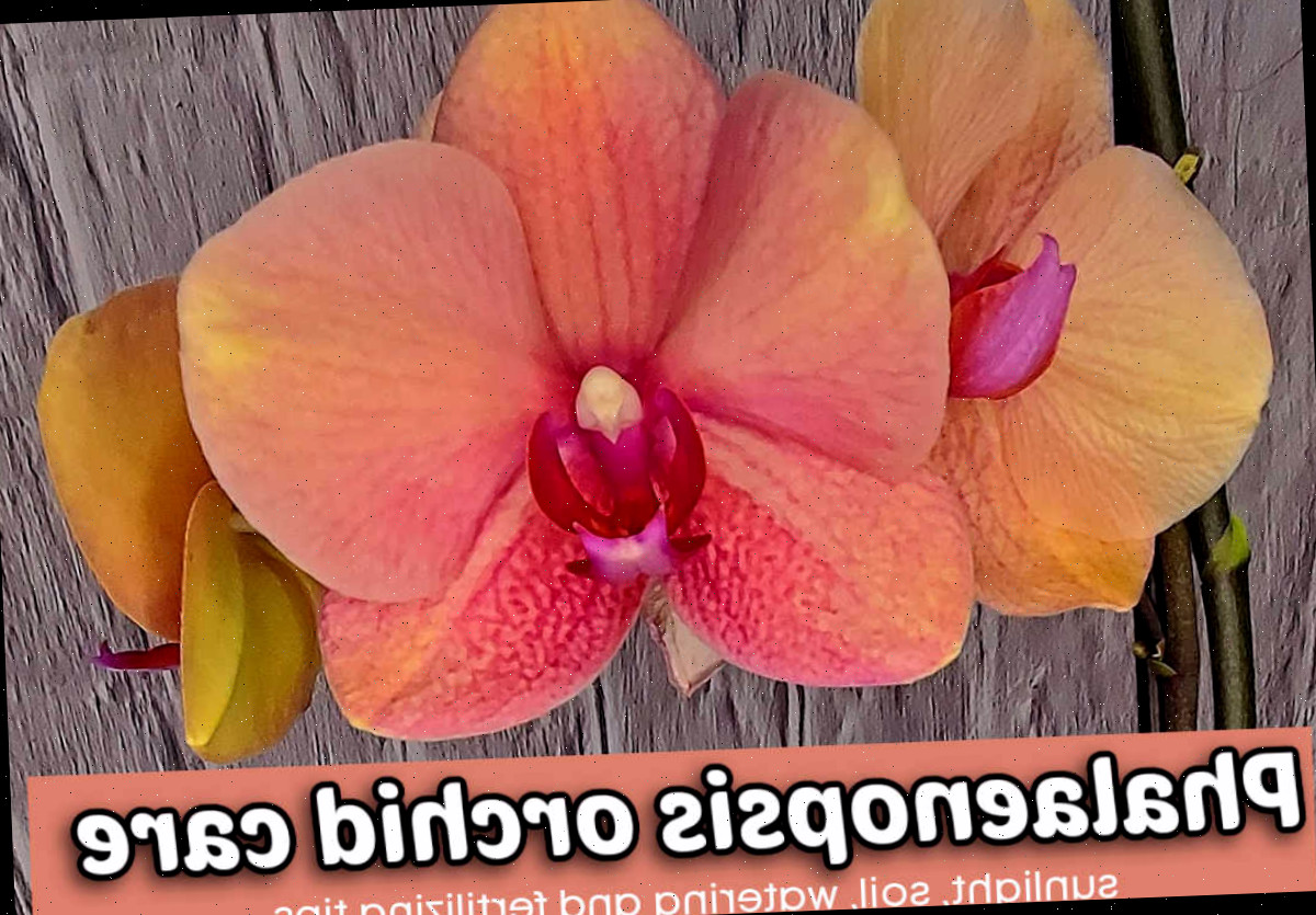 Um close de uma orquídea mariposa de cor pêssego. A caixa de texto em pêssego diz Cuidados com orquídeas Phalaenopsis - luz solar, solo, rega e dicas de cuidados.