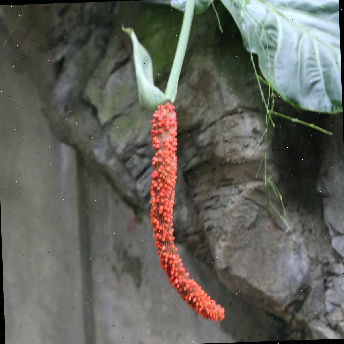 Uma planta de cauda-de-faisão, ou Anthurium schlechtendalii, pendendo da planta, com uma cerca de madeira visível ao fundo.