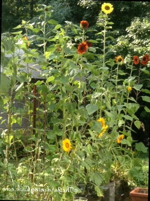 Cultive girassóis para atrair borboletas e abelhas. Girassóis em flor trazem polinizadores para um jardim de pátio.