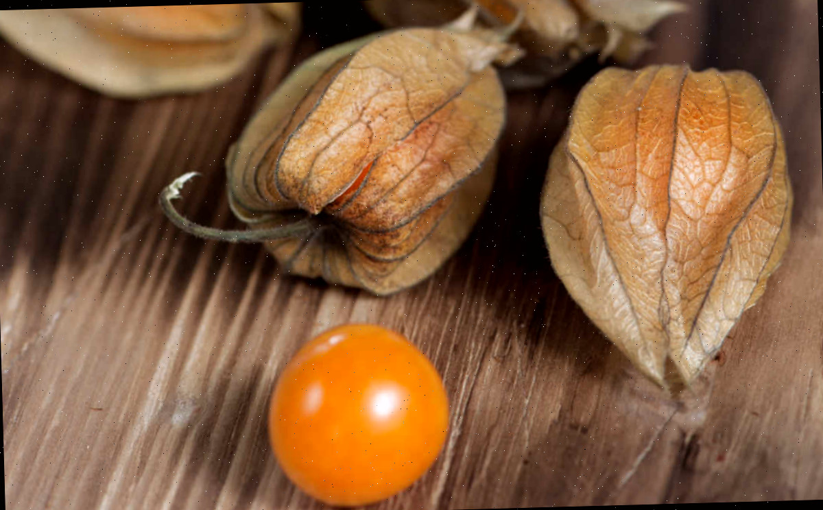 Bagas de physalis-alkekengi.