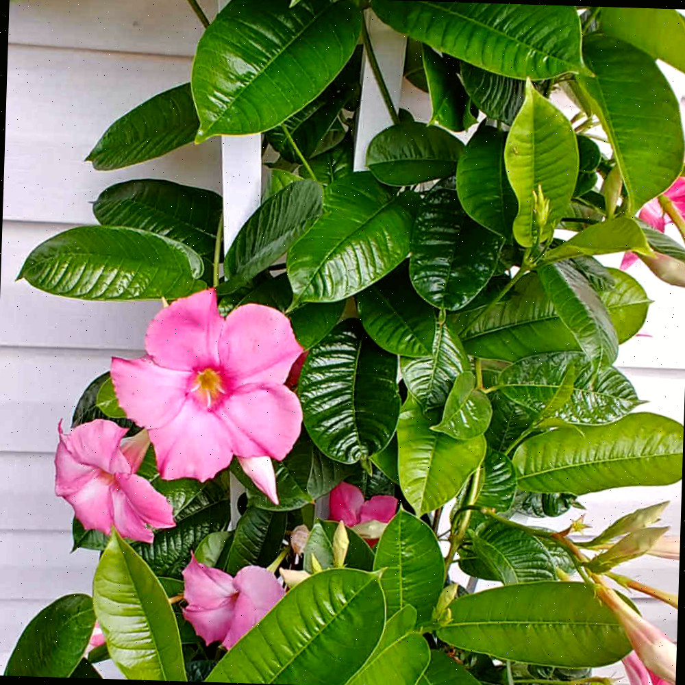 Planta de mandevilla rosa com folhas brilhantes e flores rosa.
