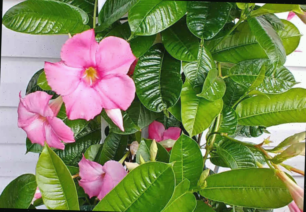 As flores de mandevilla são autolimpantes Flores rosas de uma trepadeira de mandevilla crescendo em uma treliça perto de uma casa branca.