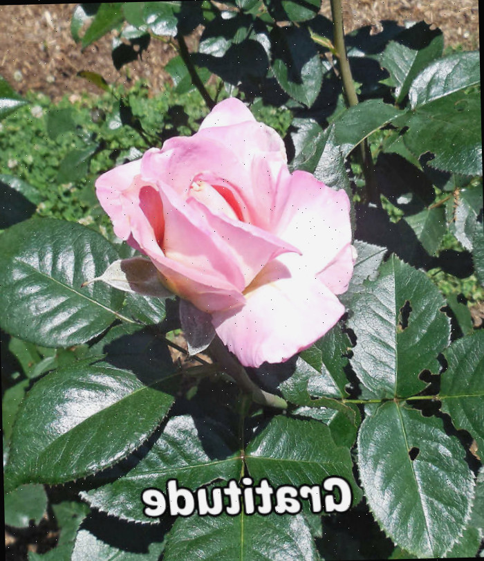 Rosa cor-de-rosa com pétalas delicadas cercada por folhas, representando gratidão, graça e admiração.