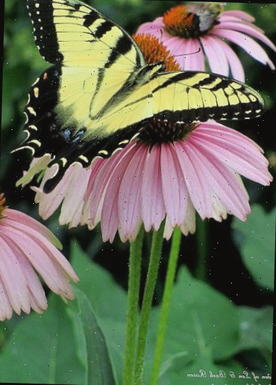 Borboleta-rabo-de-andorinha se alimentando de equináceas em ourfairfieldhomeandgarden.com.
