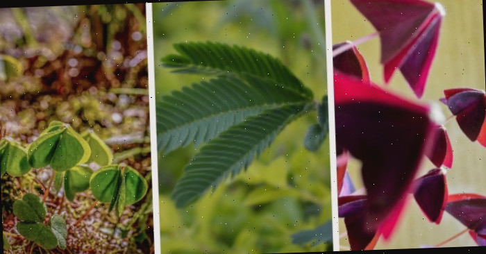 Nyctinastia de plantas mostrada em oxalis, árvore de mimosa e plantas de trevo, fechando suas folhas.