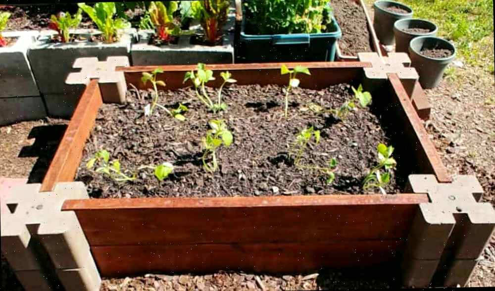 Plantas de pepino em uma cama de jardim elevada. Uma cama de jardim DIY fácil plantada com plantas de pepino.