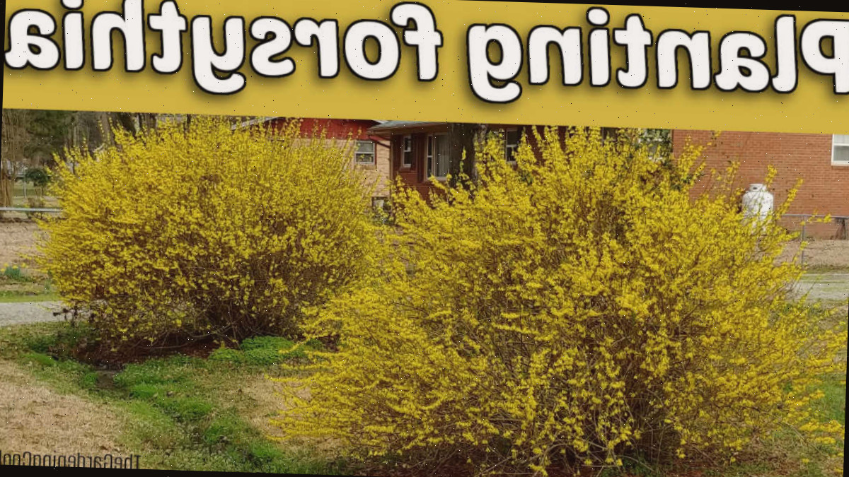 Dois arbustos de forsítia em plena floração plantados em um gramado frontal. Texto amarelo diz Plantando forsítia.