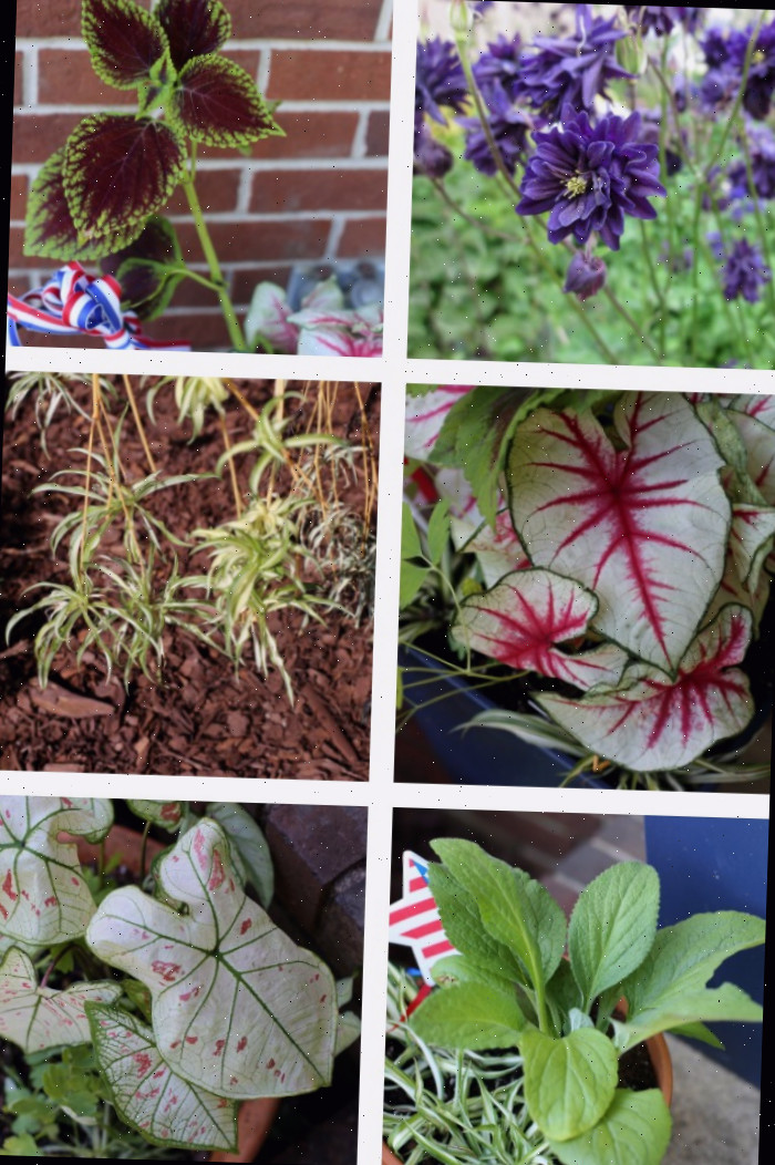 Columbine, Coleus, caládios, plantas aranha, dedaleiras Plantas usadas para as jardineiras do 4 de Julho